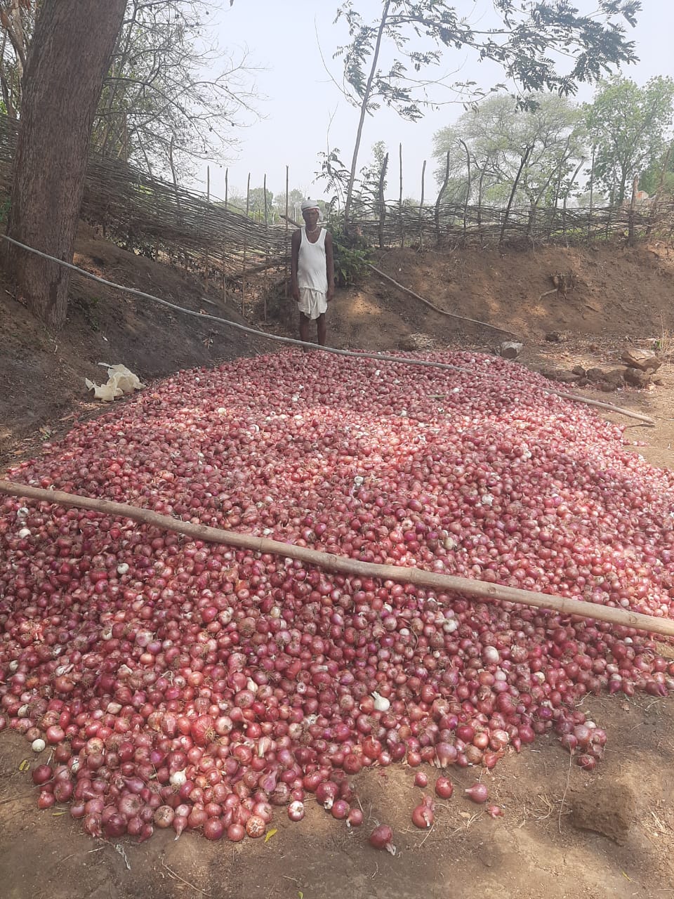 No Image Available